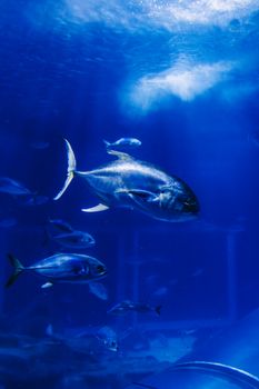 Captivating underwater view of fish in the Blue Aquarium, Rio de Janeiro.