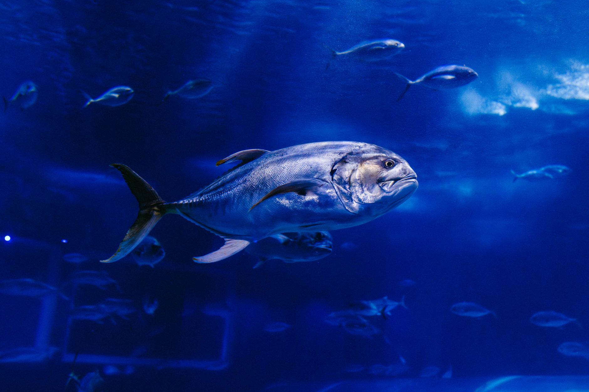 Deep sea mapping sonar ocean floor — Curiosidades