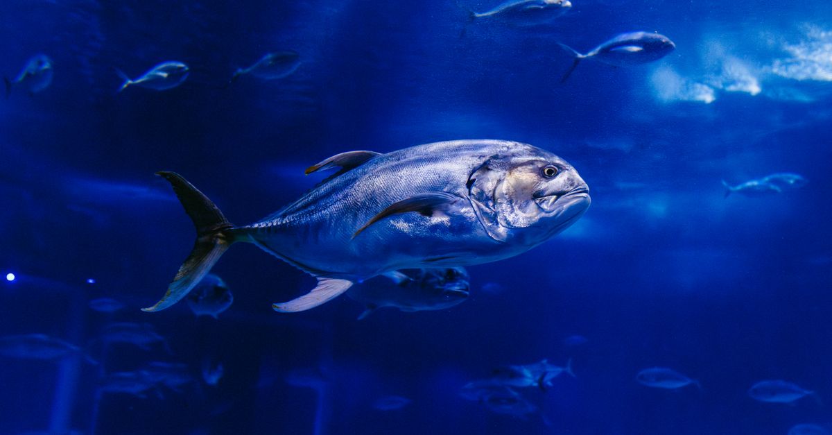 Les poissons les plus emblématiques de chaque continent