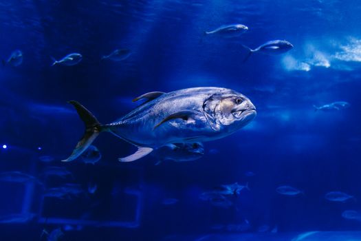 Close-up of a fish swimming in a deep blue aquarium setting in Rio de Janeiro, Brazil.