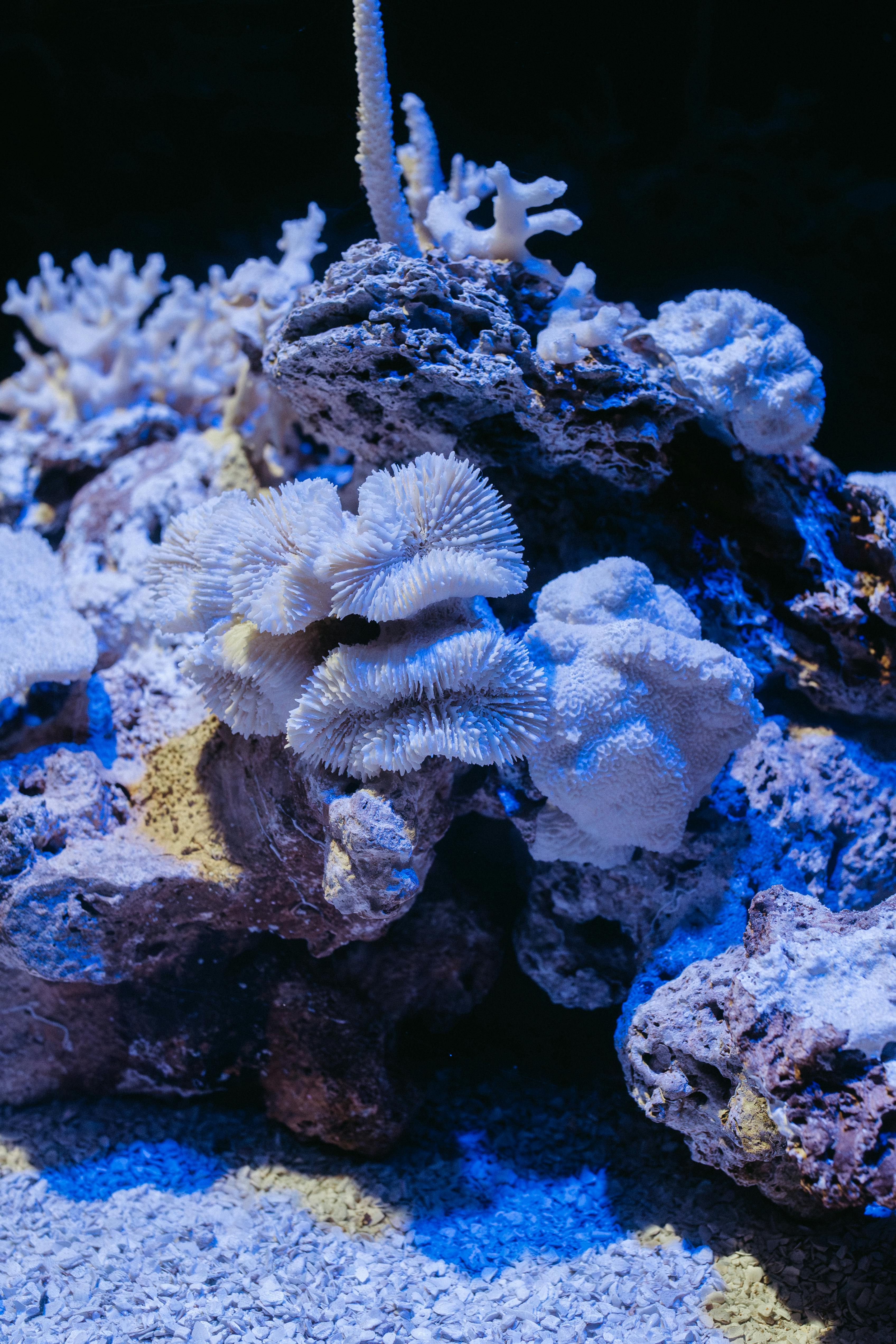Close-up of vibrant corals under blue lighting in a Rio de Janeiro aquarium.