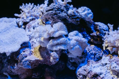 Free Vibrant coral formations in a Rio de Janeiro aquarium, showcasing diverse marine ecosystems. Stock Photo