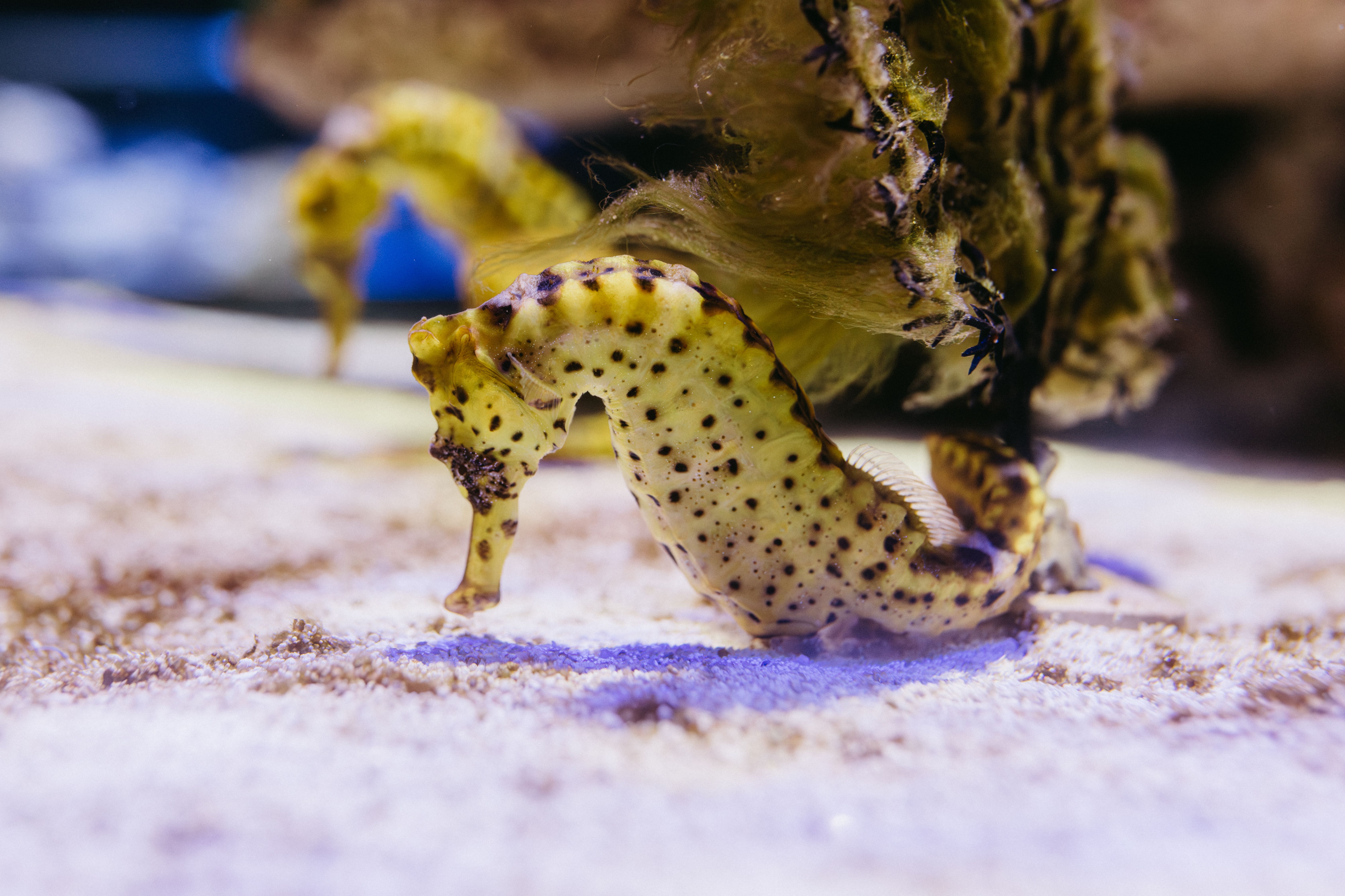 seahorses talk