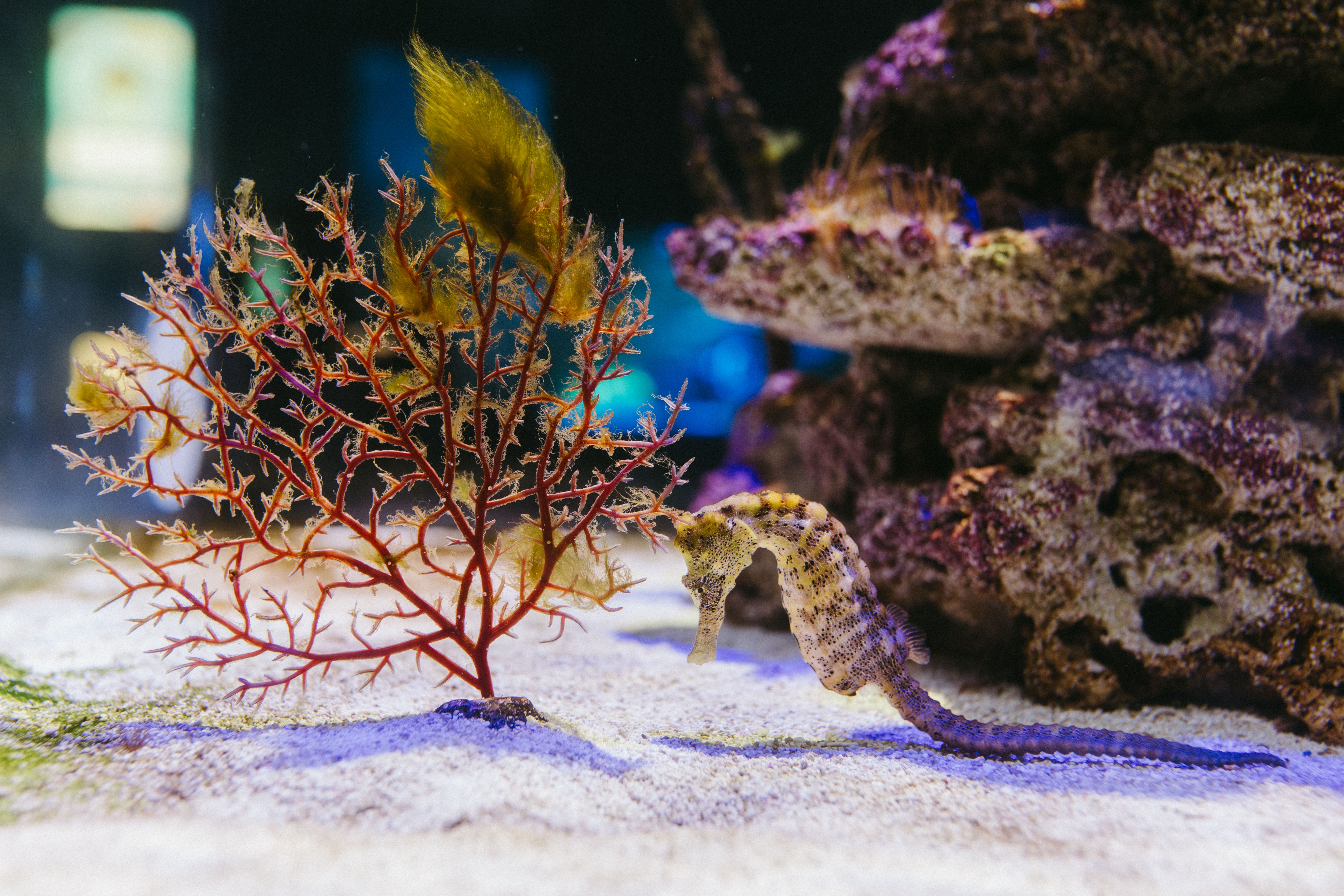 Deep ocean trenches dark — Curiosidades
