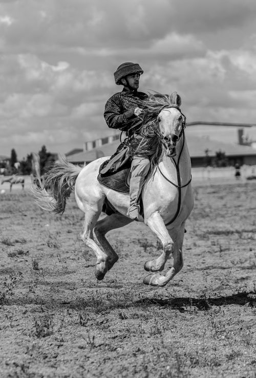 Free Black and white photo of a rider on a rearing horse showcasing skill and agility. Stock Photo