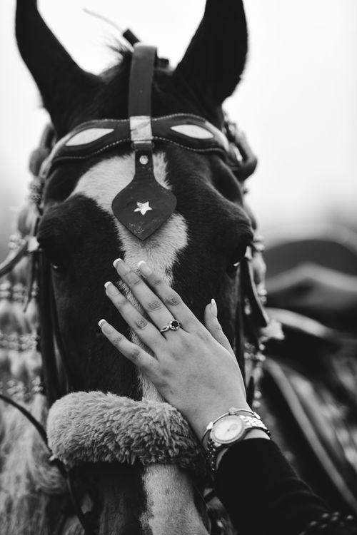 Free A hand gently caresses a black and white horse's face, symbolizing a bond of trust and affection. Stock Photo
