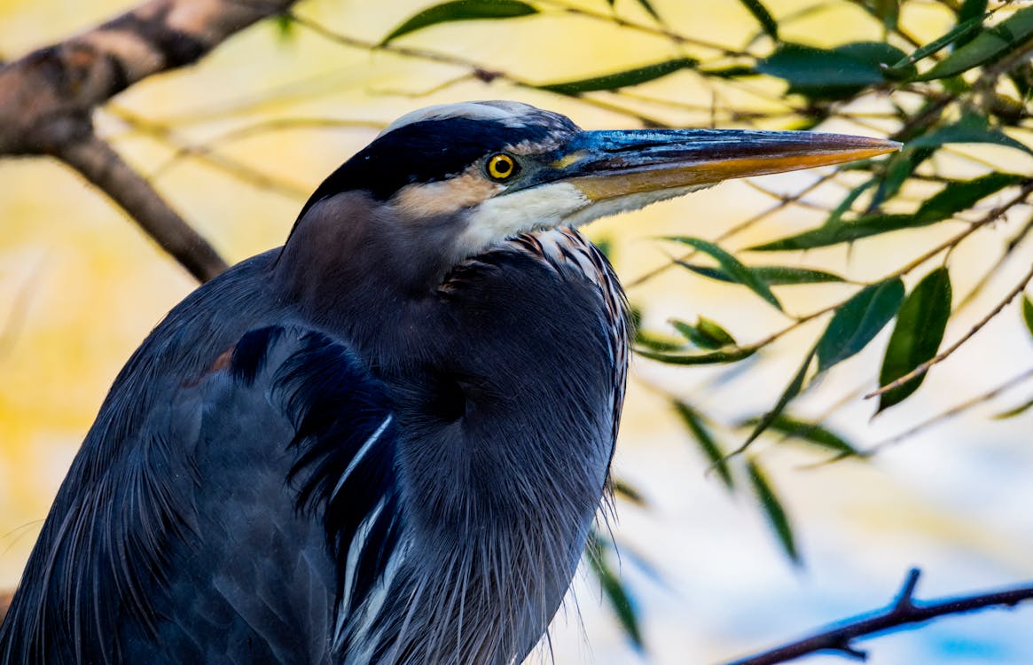 Close-up Photography of Blue Heron 