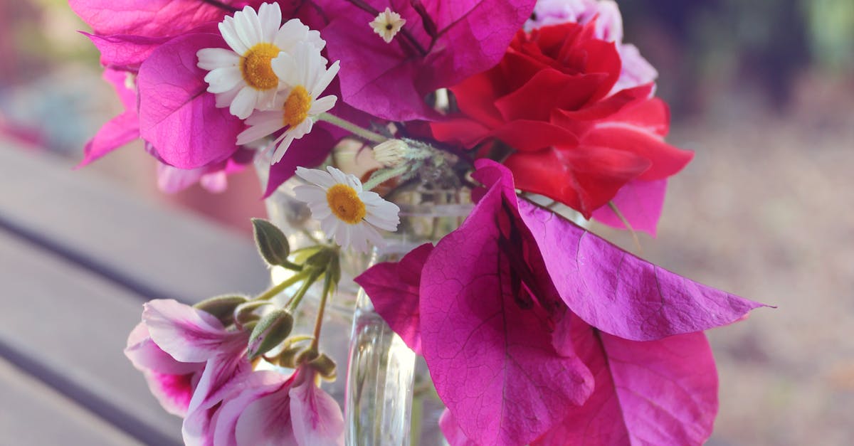 Free stock photo of daisy, flowerpot, flowers