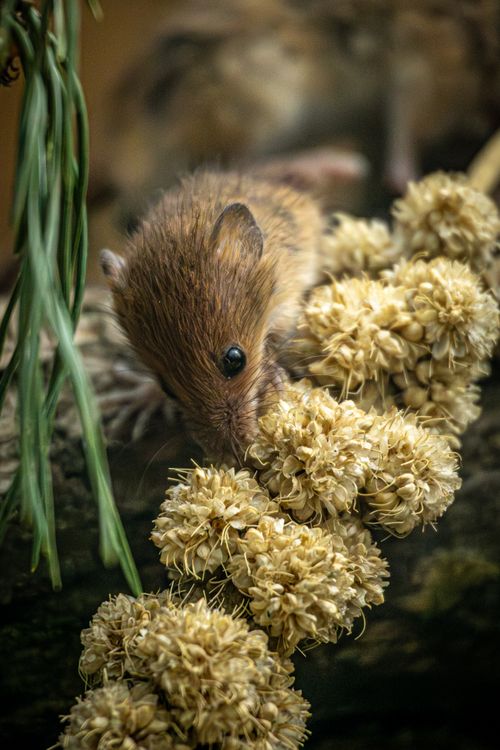 Free Close-up of a mouse exploring fluffy golden flowers in a natural setting. Stock Photo