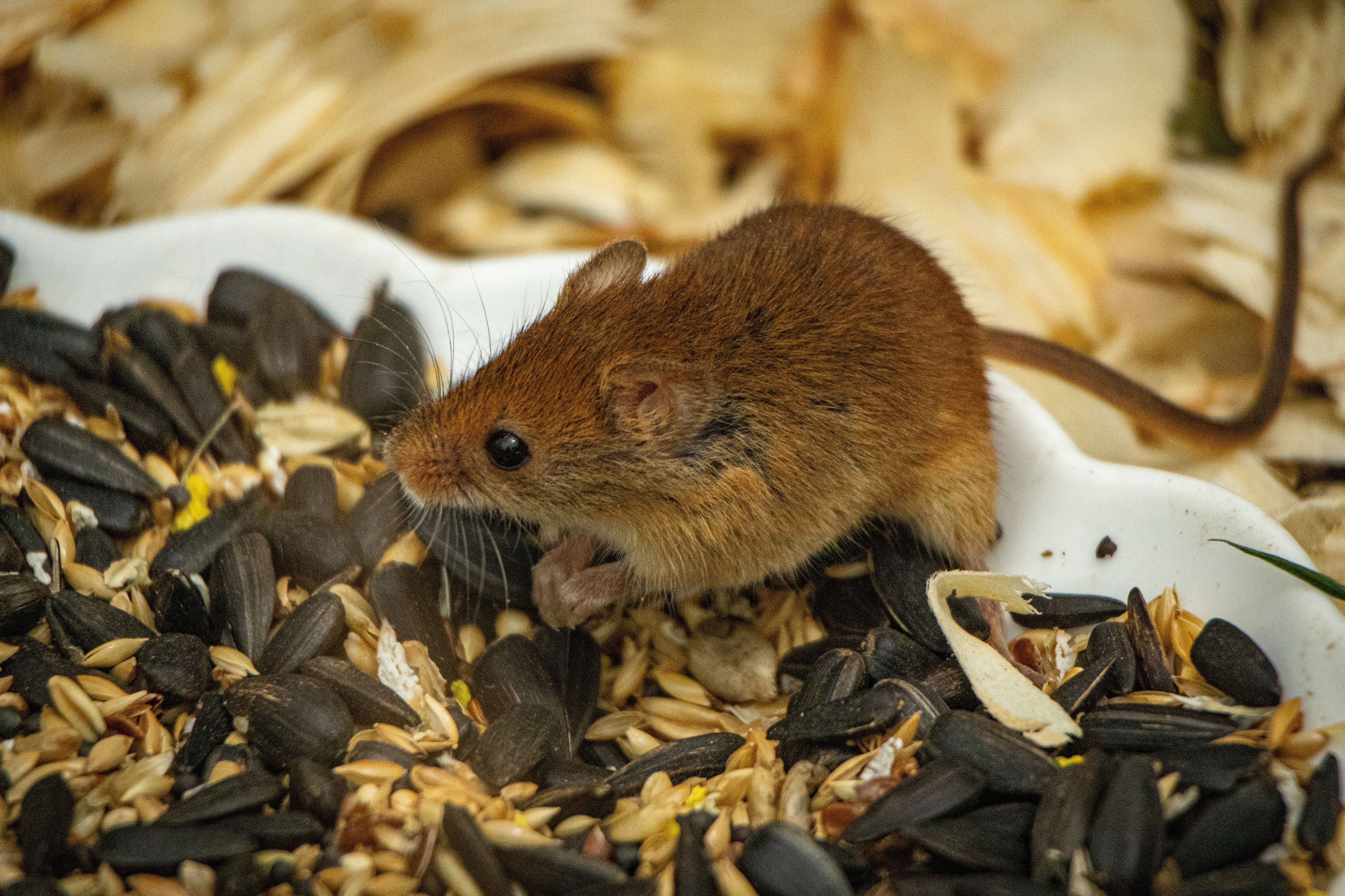 Portrait of a mouse at a veterinary clinic