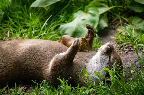 Free A playful otter enjoying a sunny day lying on its back surrounded by greenery. Stock Photo