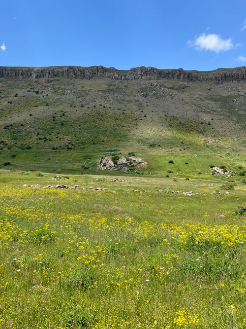 Free A lush meadow with yellow wildflowers under a clear blue sky next to a mountain ridge. Stock Photo