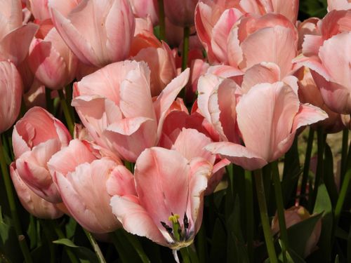 Free           Light Pink Tulips Stock Photo