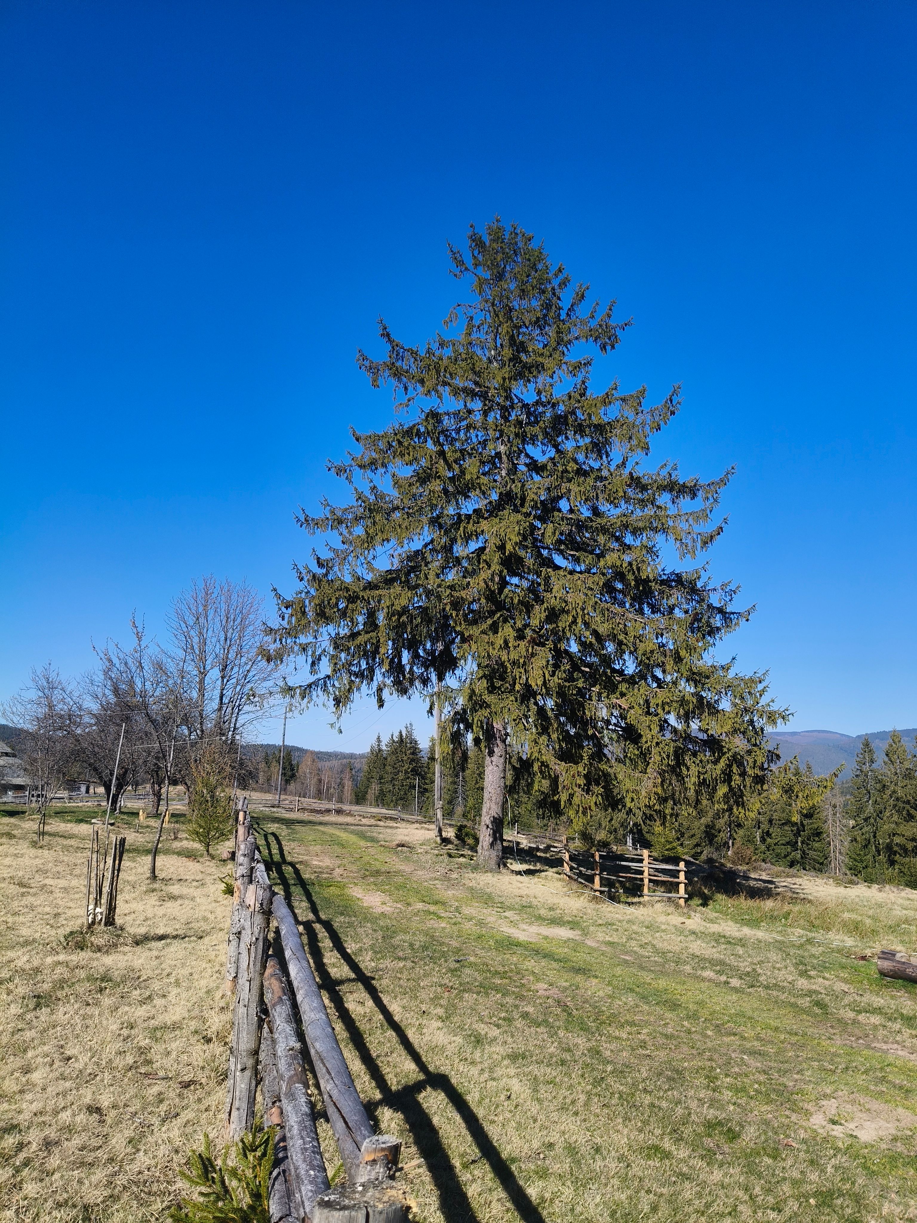Serene Countryside Landscape with Pine Tree · Free Stock Photo