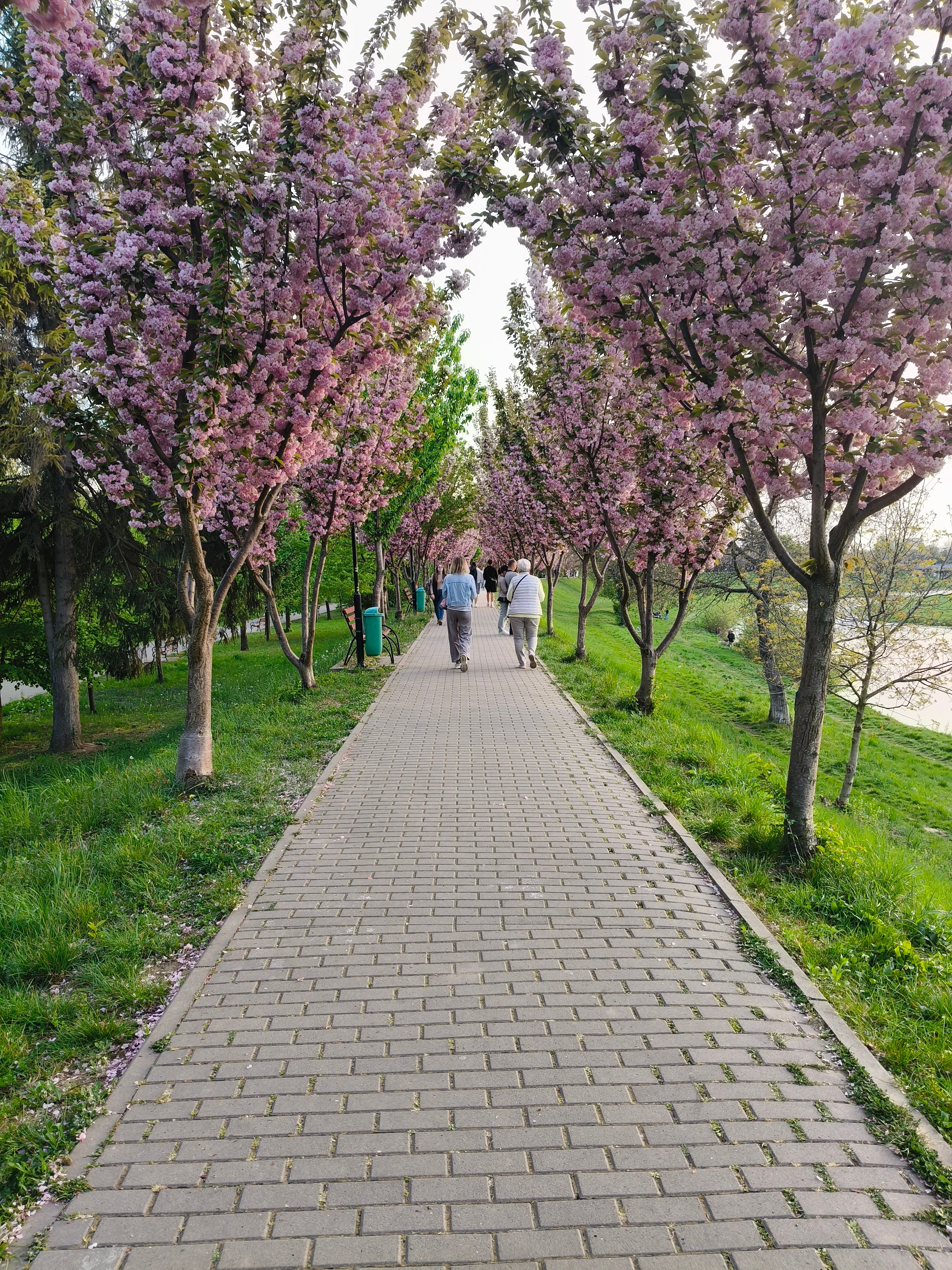 우한대학 벚꽃