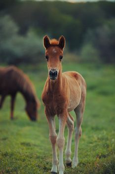 Adorable brown foal gazing in lush green pasture with blurred horses in background.