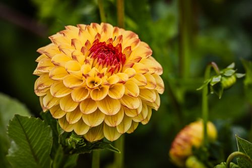 Free Close-up of a vibrant yellow dahlia flower in full bloom, showcasing intricate petal details. Stock Photo