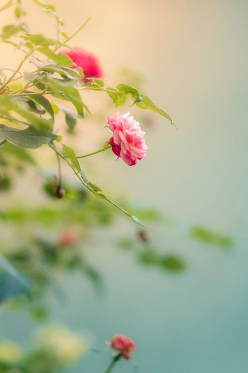 Free Delicate pink rose in bloom captured in natural outdoor setting. Stock Photo