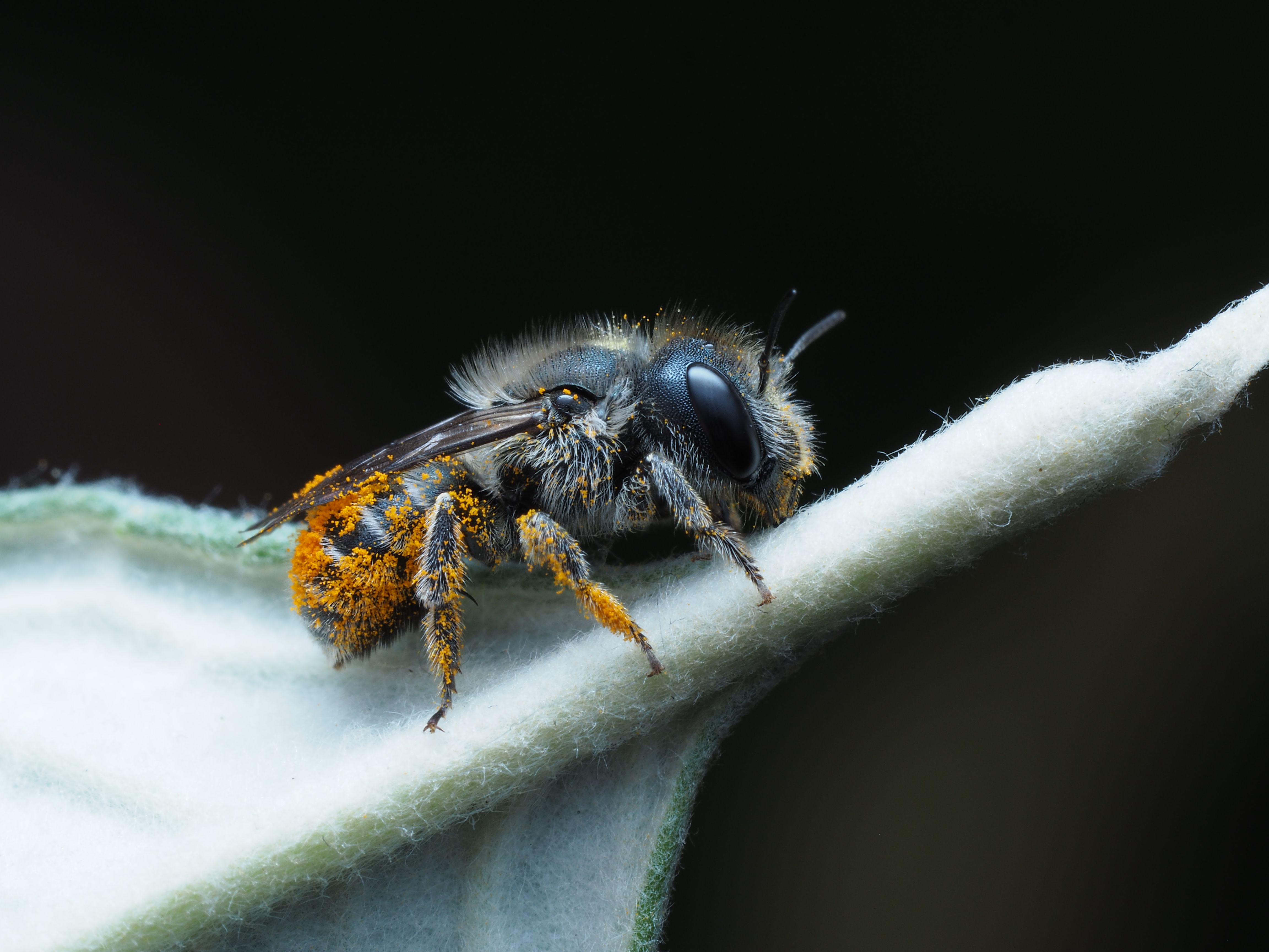Macro Shot of a Pollen-Covered Bee on a Leaf