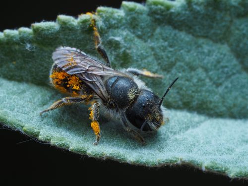 Free Close-up of a bee covered in pollen resting on a textured green leaf. Stock Photo