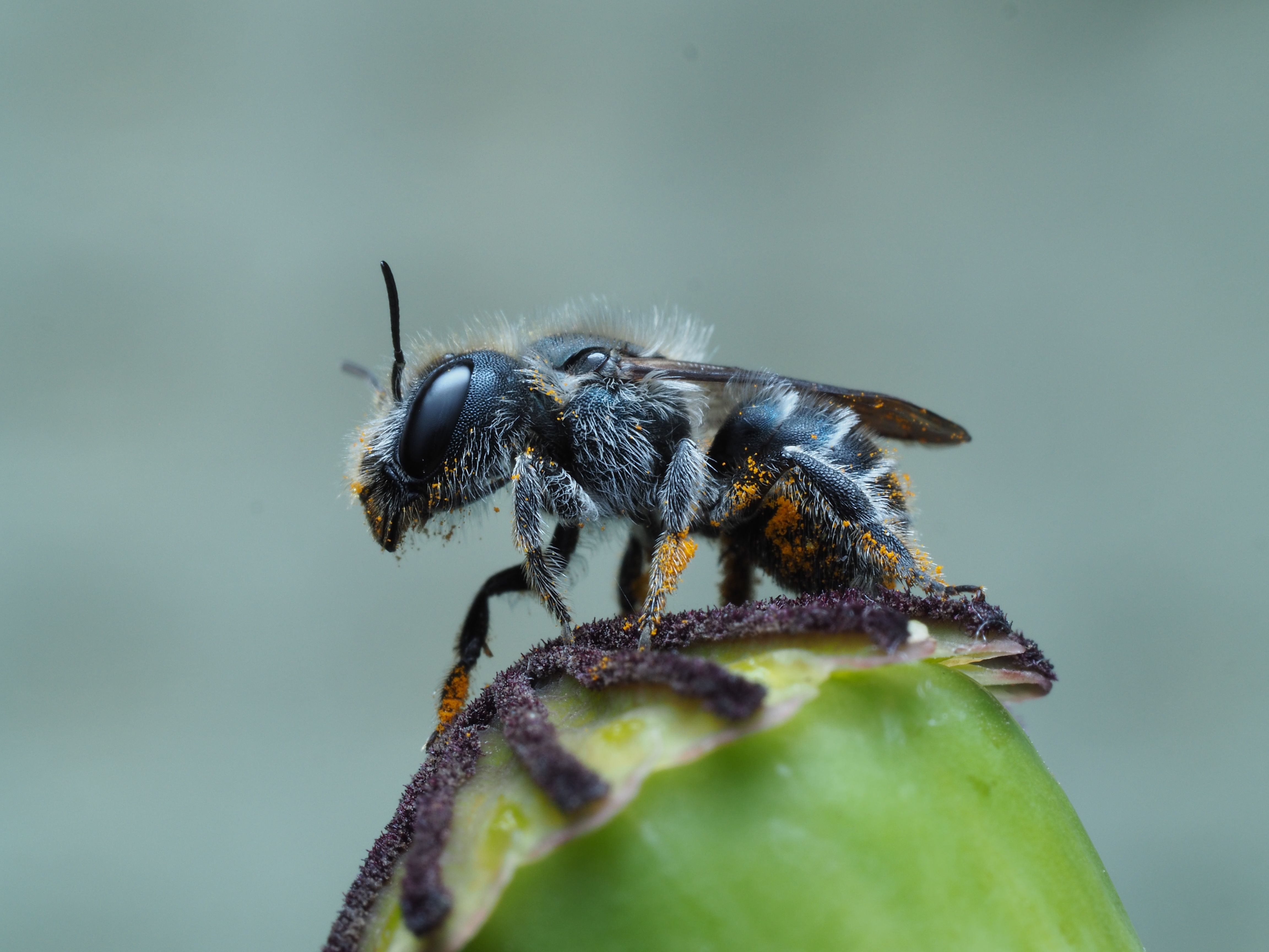 Gratuit Fotografie macro detaliată a unei albine acoperite cu polen pe o floare vibrantă, prezentând frumusețea naturii. Fotografie de stoc
