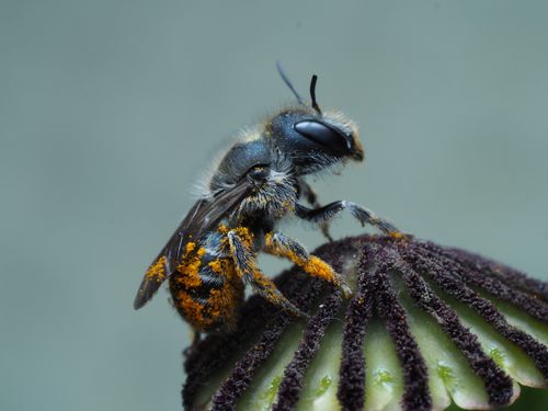 Free Detailed macro shot of a bee covered in pollen on a flower, showcasing its texture and colors. Stock Photo