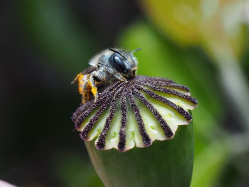 Free Close-up of a bee resting on a poppy seed pod against a blurred green background, showcasing nature's detail. Stock Photo