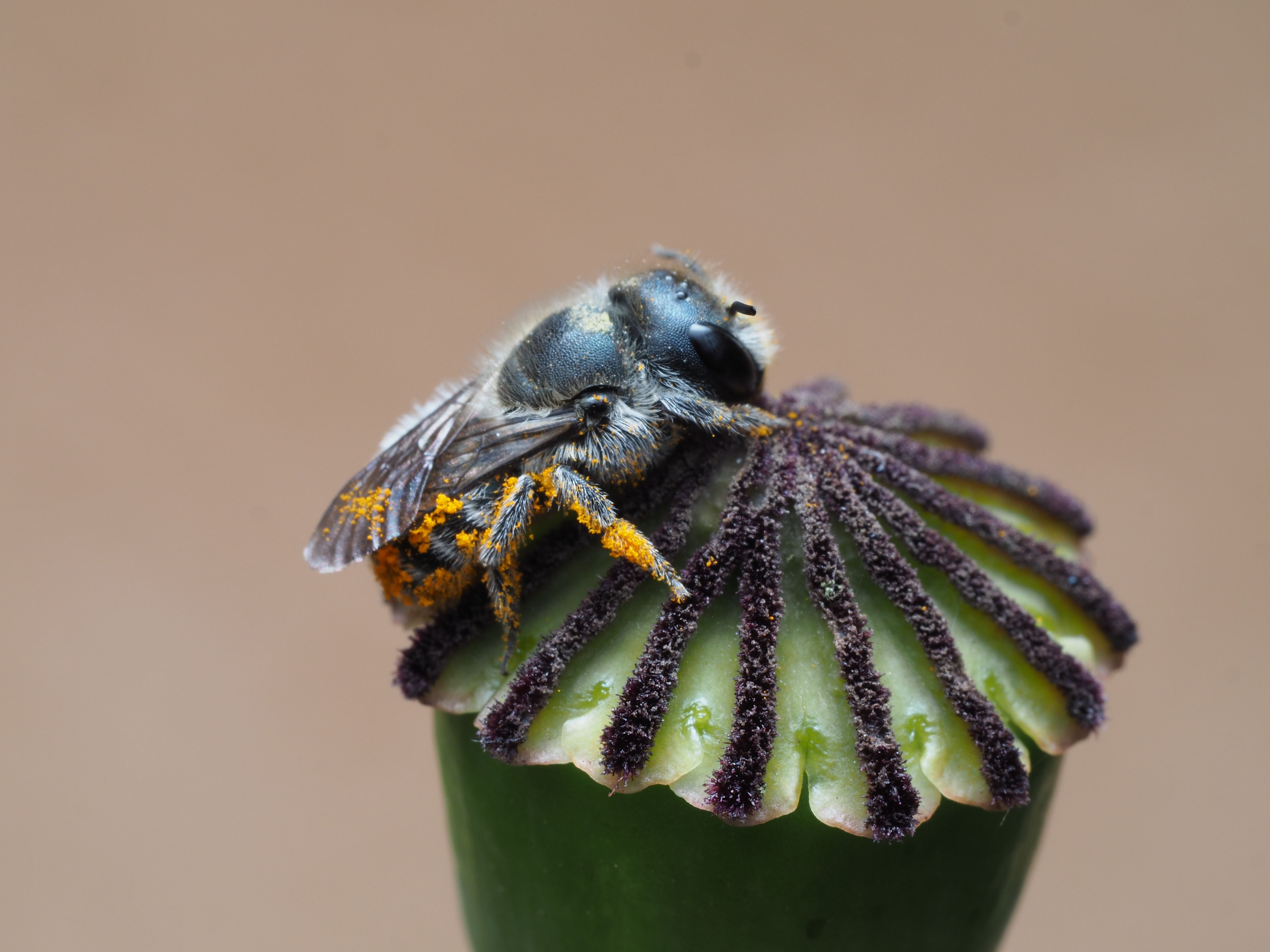 Gratuit Fotografie macro a unei albine care adună polen pe un boboc de floare. Vibrante și detaliate. Fotografie de stoc
