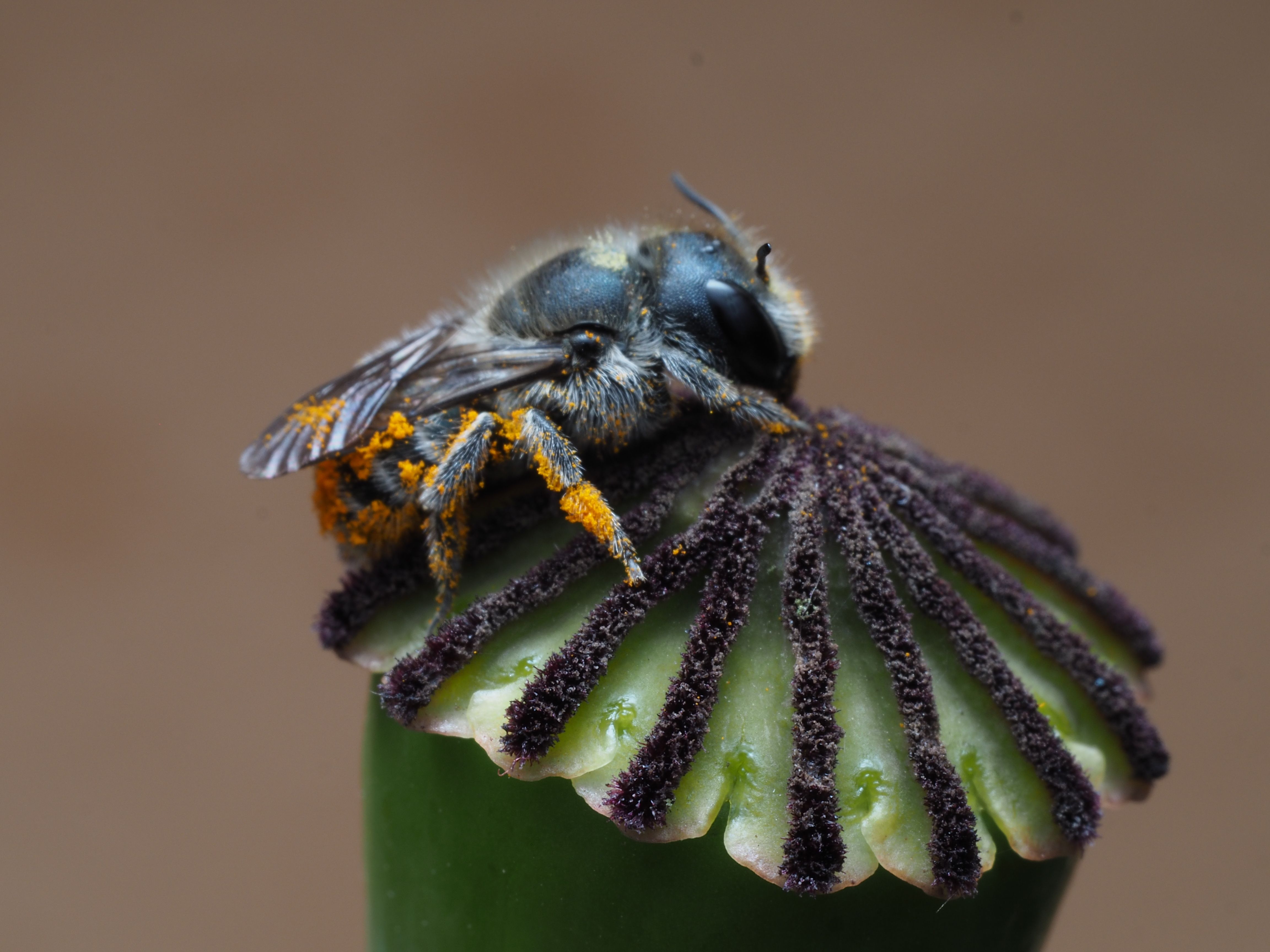 Gratuit Fotografie macro a unei albine acoperite cu polen care se odihnește pe o stamină unică de floare. Fotografie de stoc