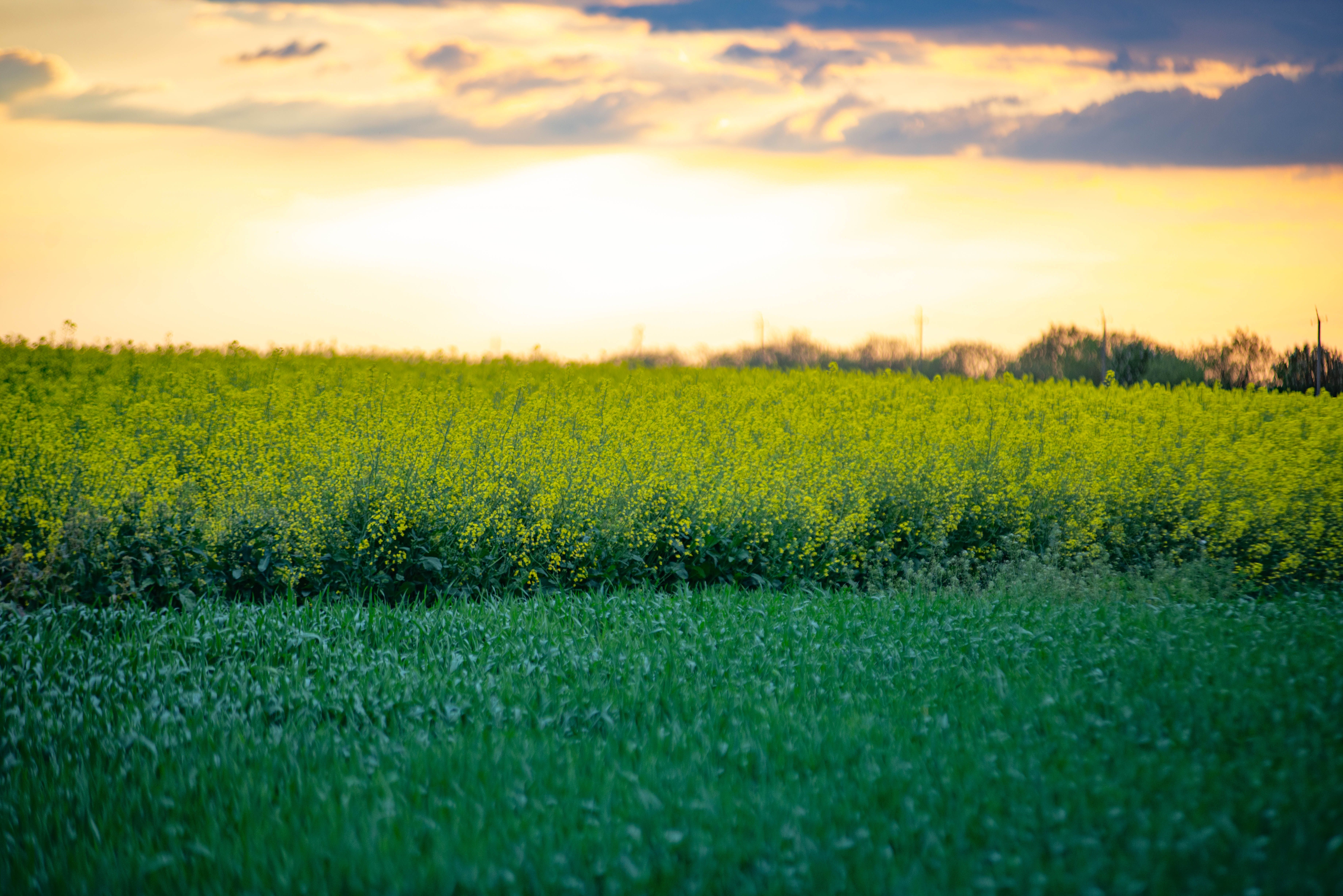 grátis Um exuberante campo de canola sob um céu vibrante ao pôr do sol, exibindo cores vivas e uma beleza tranquila. Foto profissional
