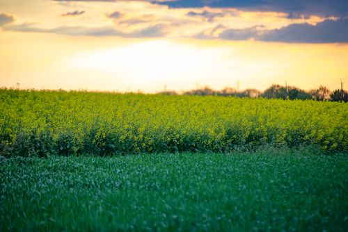 Free A lush canola field under a vibrant sunset sky, showcasing vivid colors and tranquil beauty. Stock Photo
