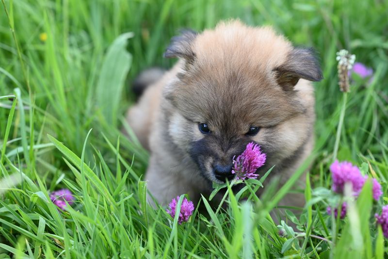 Fluffy puppy nose-down sniffing a purple flower in a garden — the same exploratory sniff that signals potty time