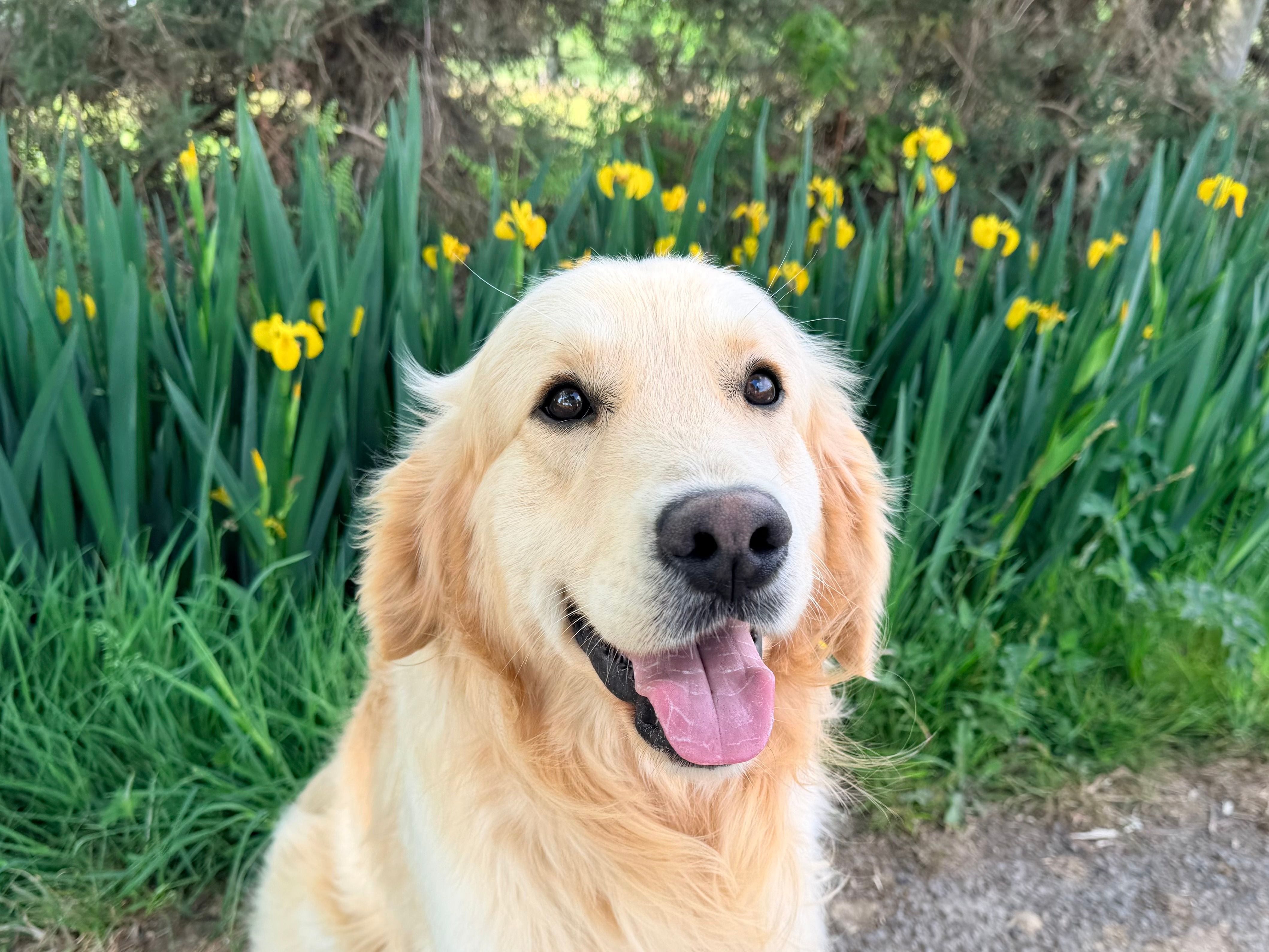 pet care, pet health, pet safety, pet grooming — Photo by JacLou- DL on Pexels