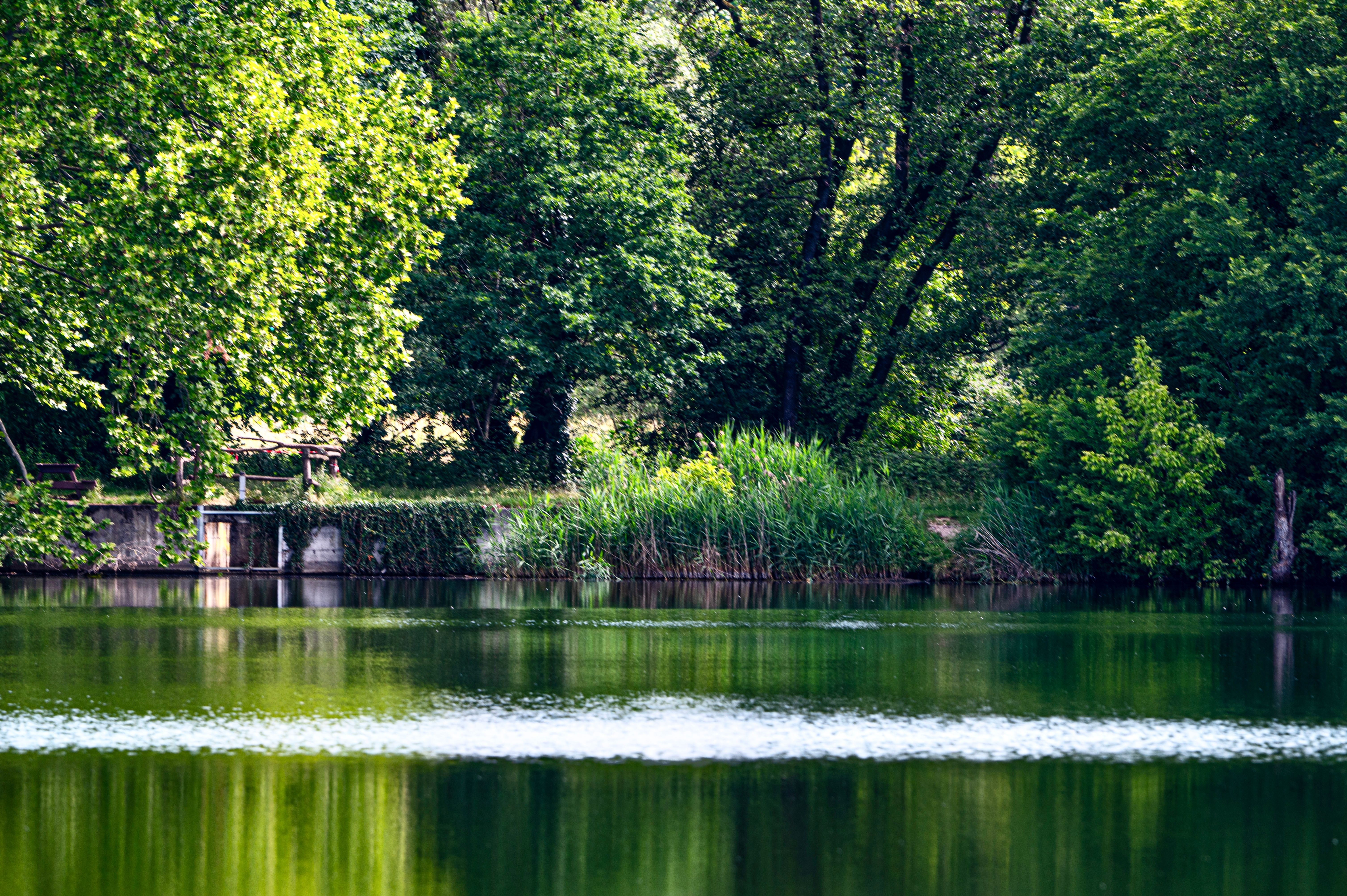 Peaceful lakeside surrounded by lush greenery in Basiglio, capturing nature's tranquility.