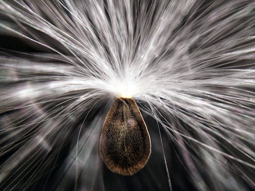 Diente De León Blanco En Fotografía De Cerca