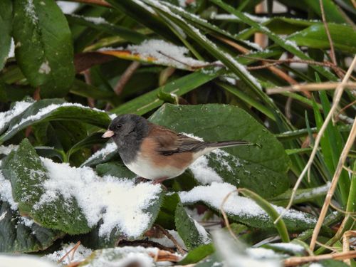 Free Winter For The Dark-Eyed Junco Stock Photo