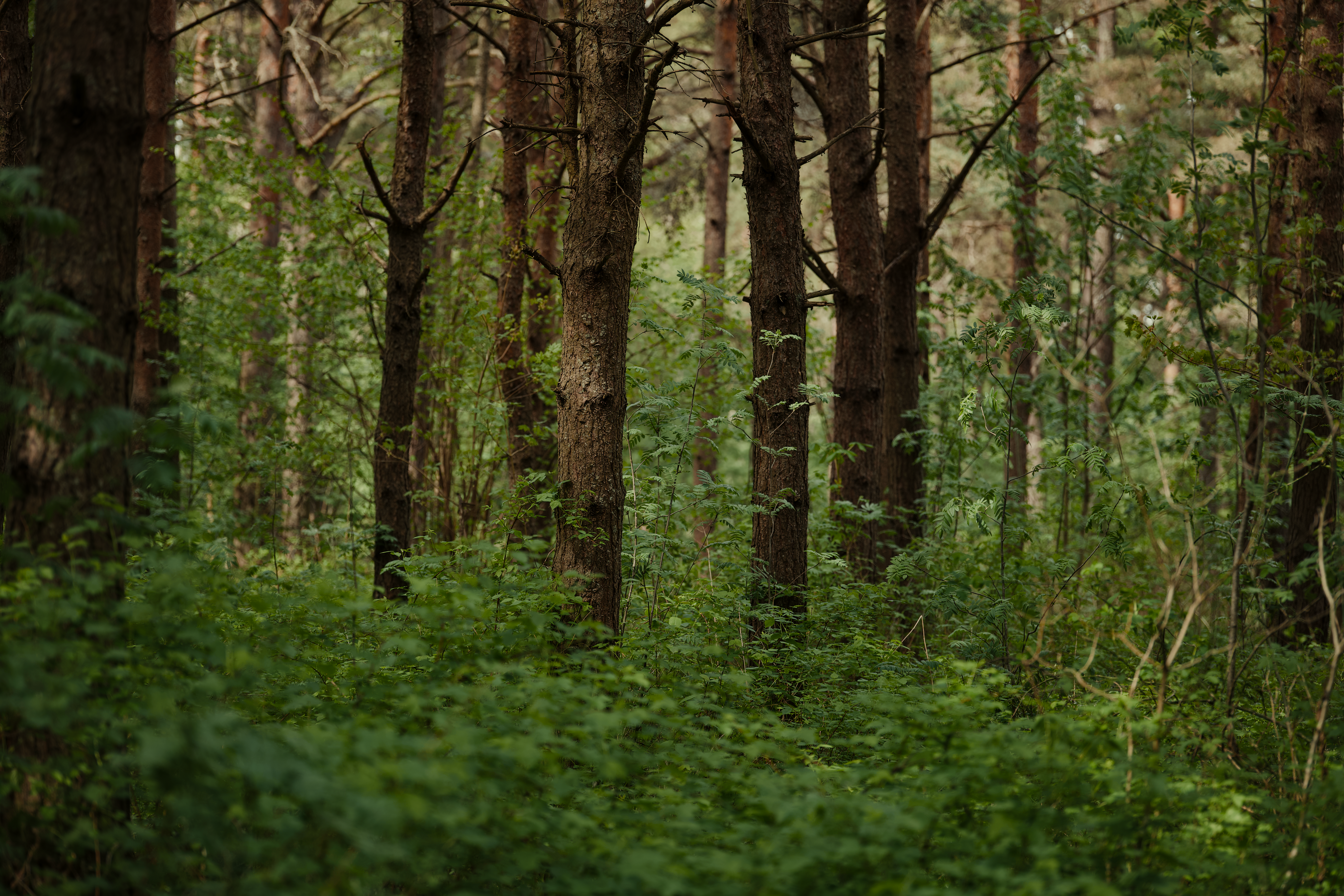 Serene Green Forest Landscape with Tall Trees · Free Stock Photo