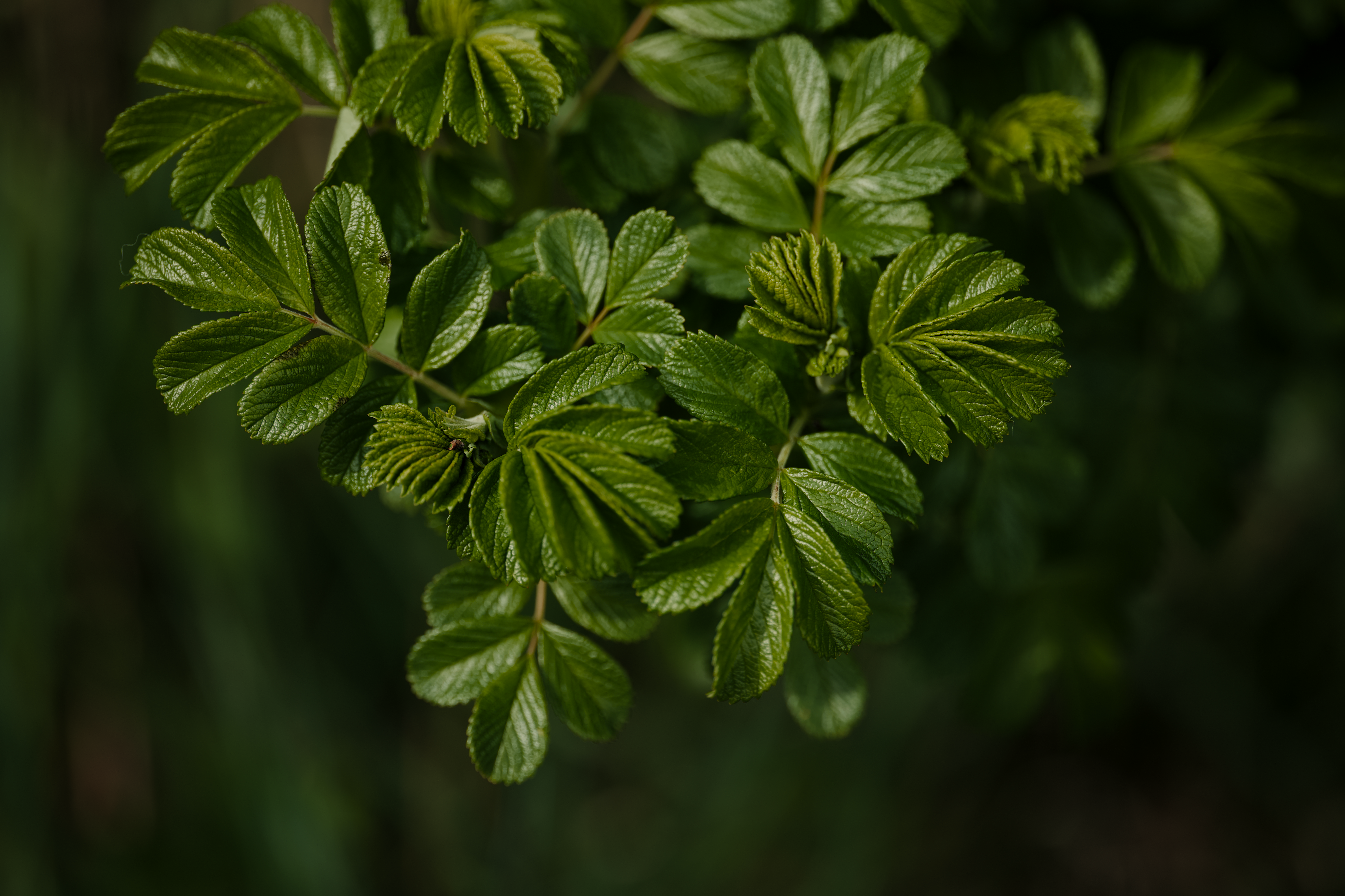 Correction fer Fertiligène contre le jaunissement Fertiligène produits de soin du jardin