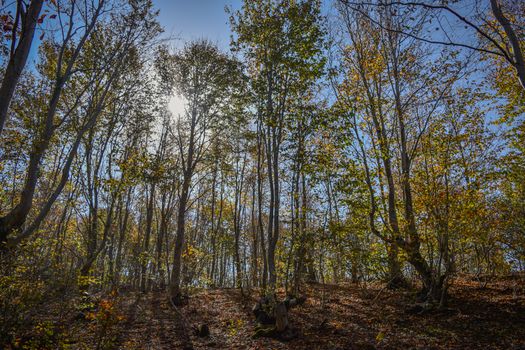 Sunlight filtering through autumn trees in a serene forest setting.