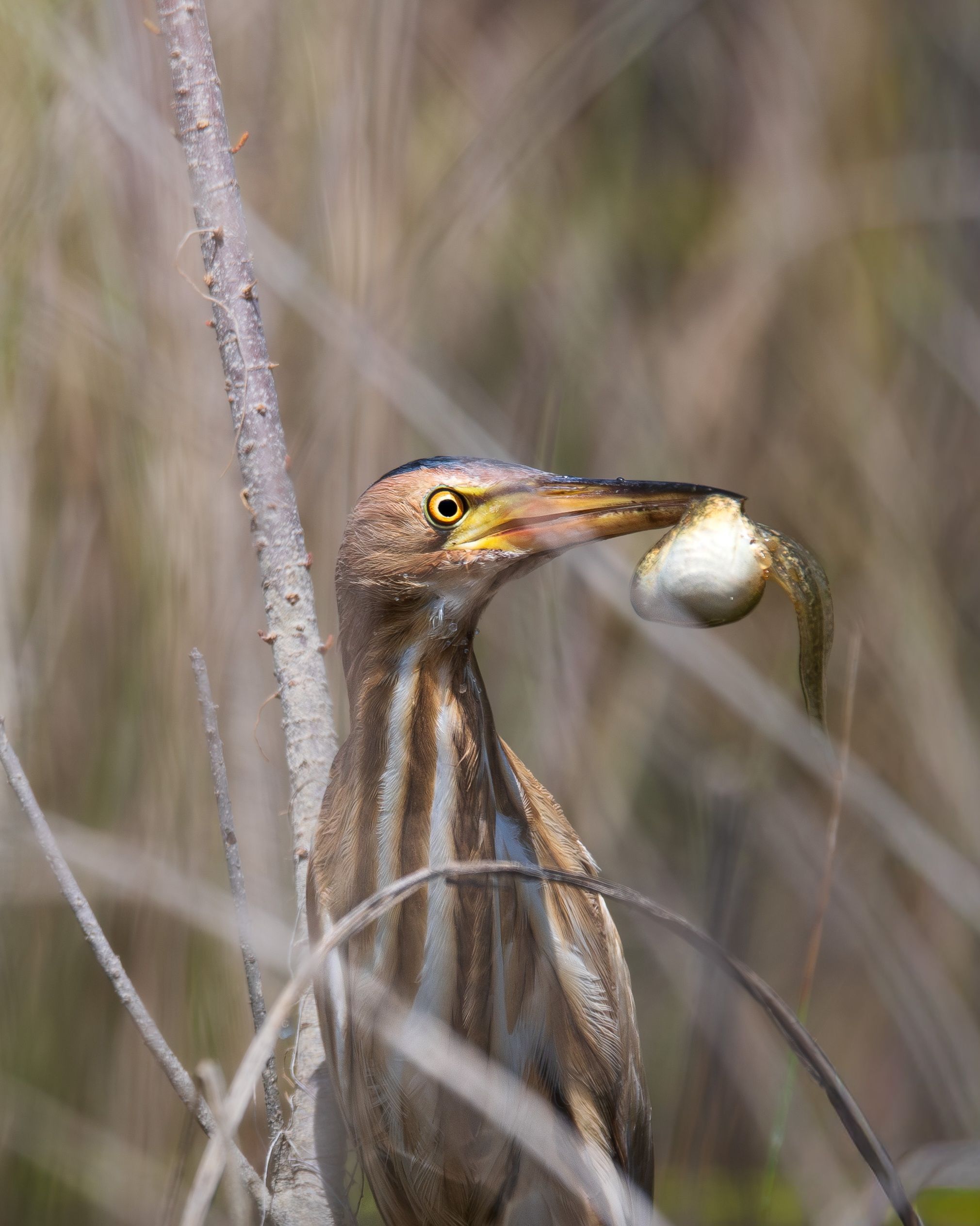 Little Bittern Catches Fish in Antalya Wetlands · Free Stock Photo