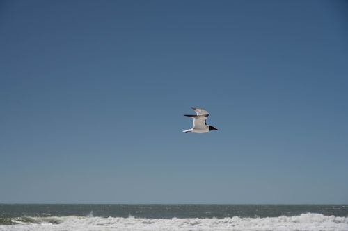 Free A seagull soars over the ocean under a clear blue sky, creating a serene coastal scene. Stock Photo