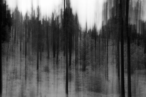 Free Blurred forest trees create an abstract black and white landscape for artistic design. Stock Photo