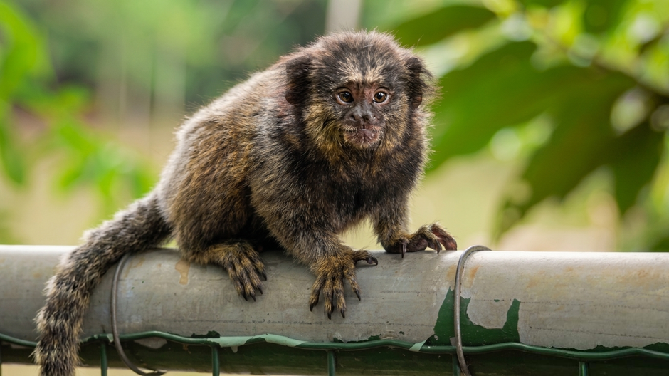 A common marmoset perched on a fence in a park, showcasing its unique fur texture.