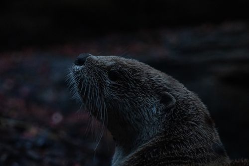 Free A moody close-up of a river otter in low light, highlighting its fur texture and natural habitat. Stock Photo