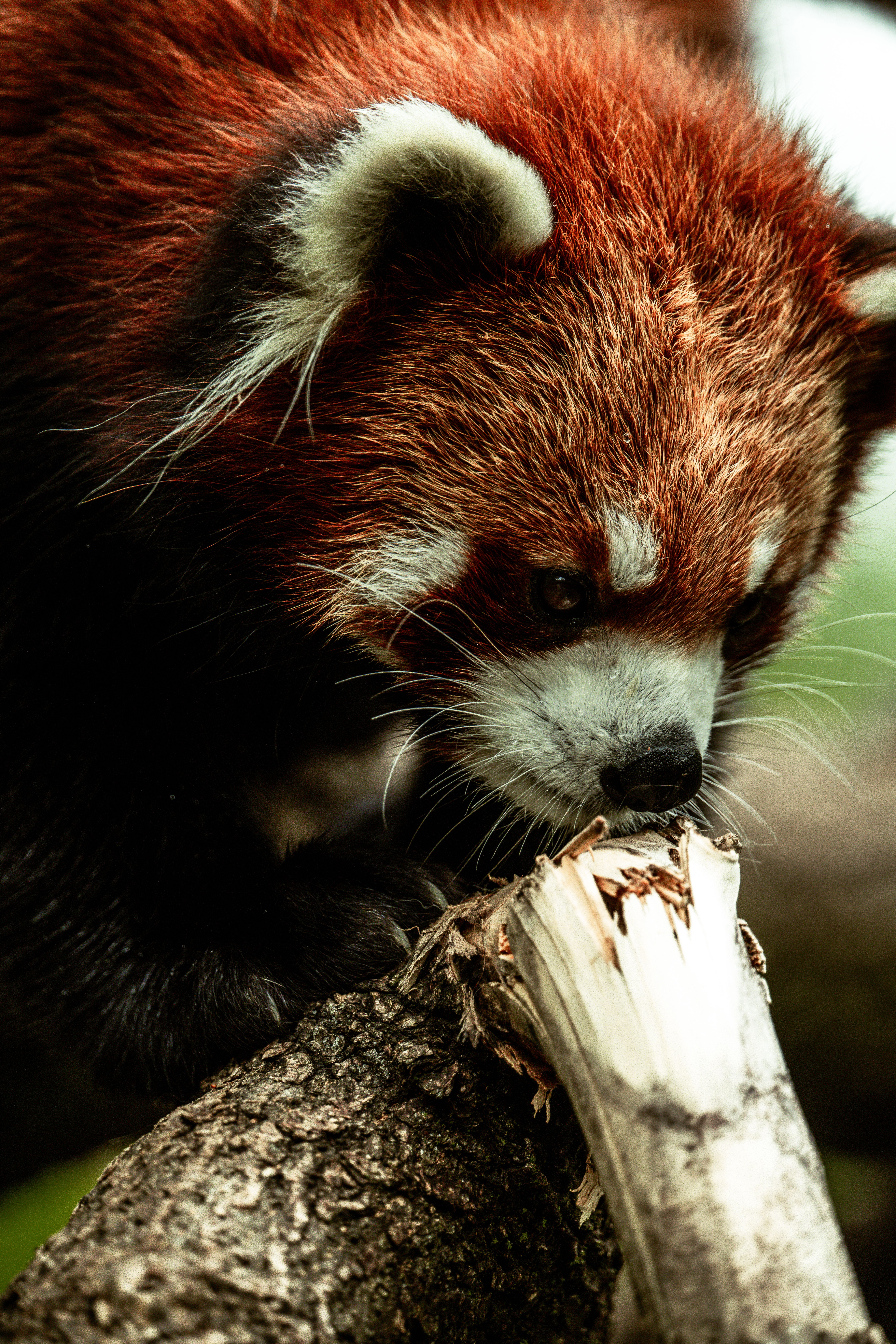Fotomural Primer plano de un panda rojo trepando a la rama de un árbol en un entorno forestal.