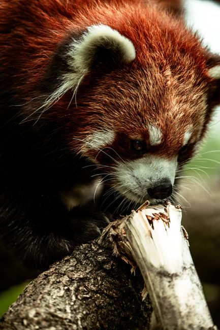 Fotomural Primer plano de un panda rojo trepando a la rama de un árbol en un entorno forestal.