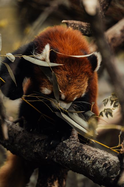Fotomural Un panda rojo mastica bambú mientras está encaramado en la rama de un árbol en su hábitat natural.