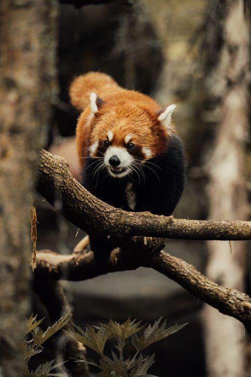 Free Close-up of a red panda climbing on a tree branch in its natural habitat. Stock Photo