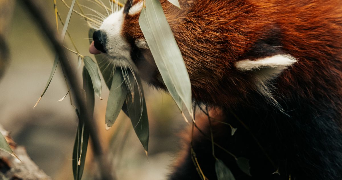笹の葉を食べるレッサーパンダ