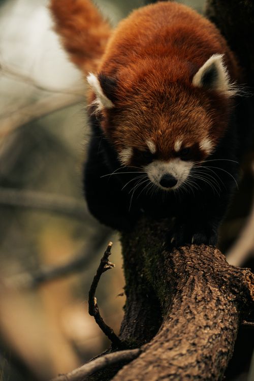 Free Adorable red panda showcasing its natural agility as it balances on a tree branch. Stock Photo